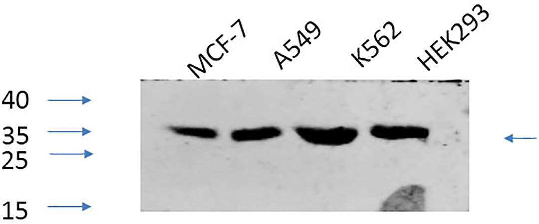 Fig.4. Western Blot analysis of MCF-7 (1), A549 (2), K562 (3), HEK293 (4), diluted at 1:1000.