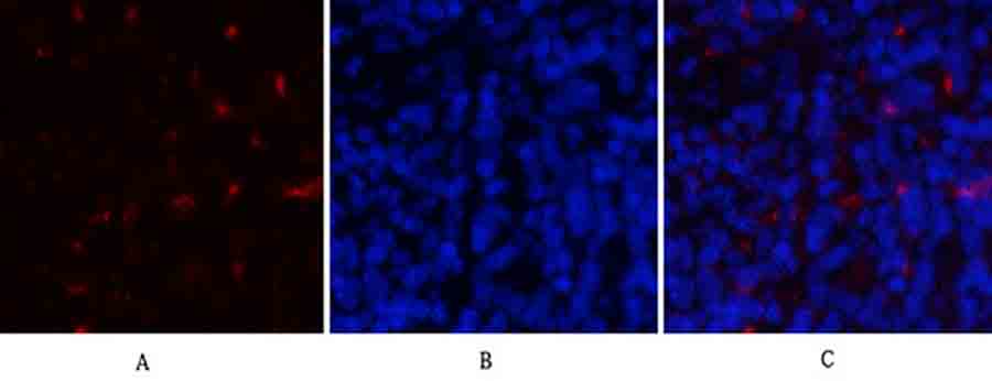 Fig.3. Immunofluorescence analysis of rat spleen tissue. 1, Cyclin D1 Polyclonal Antibody (red) was diluted at 1:200 (4°C, overnight). 2, Cy3 labeled secondary antibody was diluted at 1:300 (room temperature, 50min). 3, Picture B: DAPI (blue) 10min. Picture A: Target. Picture B: DAPI. Picture C: merge of A+B.