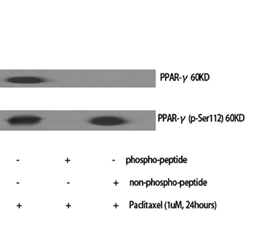 Fig.1. Western Blot analysis of various cells using PPAR-γ Polyclonal Antibody diluted at 1:1000.