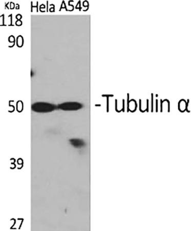 Fig.1. Western Blot analysis of Hela (1), A549 (2), diluted at 1:2000.