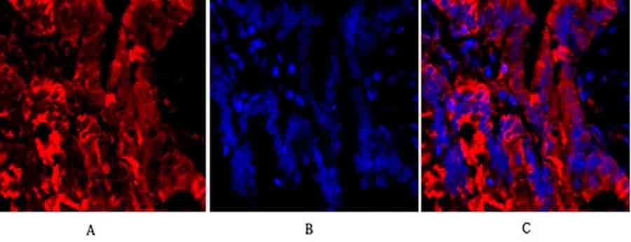 Fig.3. Immunofluorescence analysis of rat lung tissue. 1, Tubulin α Polyclonal Antibody (red) was diluted at 1:200 (4°C, overnight). 2, Cy3 Labeled secondary antibody was diluted at 1:300 (room temperature, 50min). 3, Picture B: DAPI (blue) 10min. Picture A: Target. Picture B: DAPI. Picture C: merge of A+B.