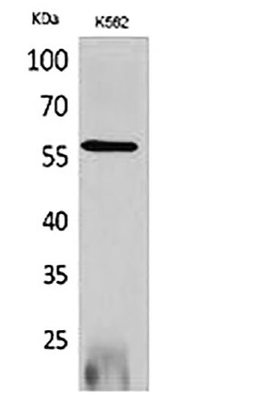 Fig.1. Western Blot analysis of K562 cells using RUNX2 Polyclonal Antibody.