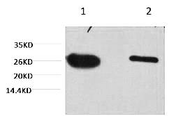 Fig.1. Western blot analysis of GFP transfected Hela, diluted at 1) 1:5000, 2) 1:10000.