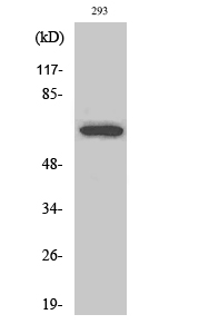 Fig. Western Blot analysis of various cells using ARA70 Polyclonal Antibody.