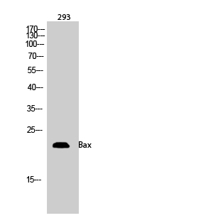 Fig.2. Western Blot analysis of 293 cells using Bax Polyclonal Antibody.