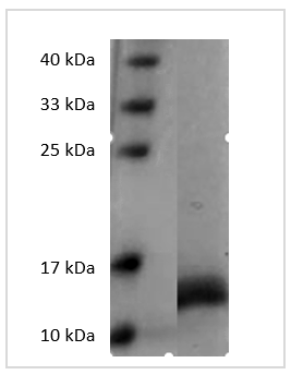 Fig. SDS-PAGE analysis of Human GM-CSF protein.