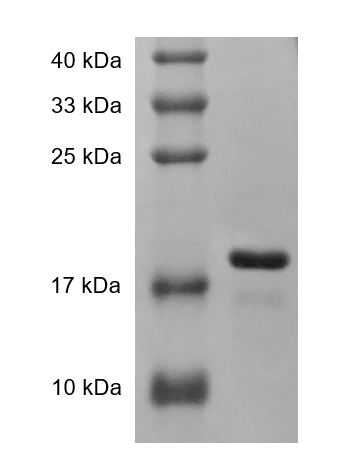 Fig. SDS-PAGE analysis of Human TRAIL protein.