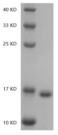 Fig.SDS-PAGE analysis of Human IL36-gamma protein.