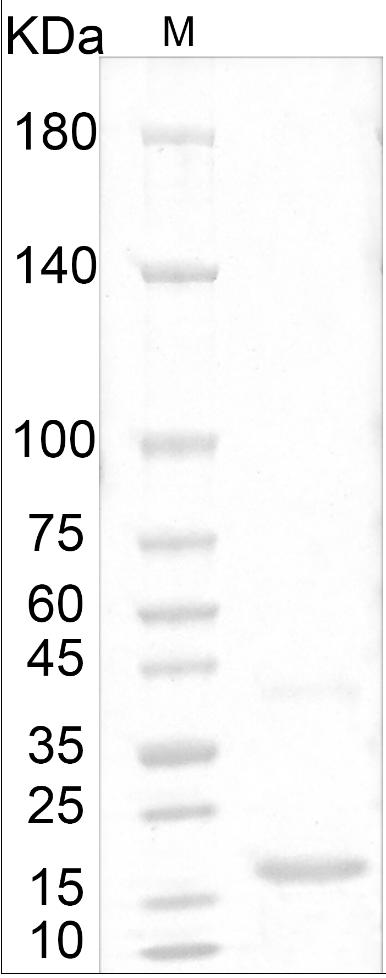 Fig.Human Human NT-3 Protein.