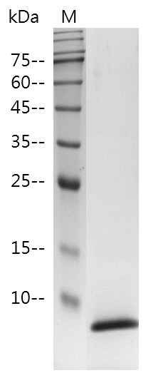 Fig.SDS-PAGE analysis of Human EGF protein