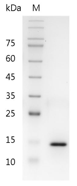 Fig.SDS-PAGE analysis of Human IL-17A protein