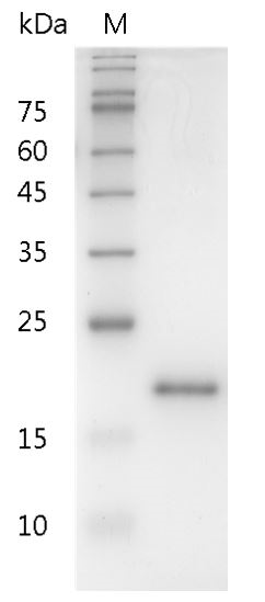 Fig.SDS-PAGE analysis of Human IL-10 protein