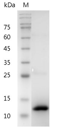 Fig.SDS-PAGE analysis of Human BMP-2 protein