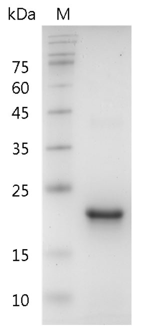 Fig.SDS-PAGE analysis of Human TPO protein