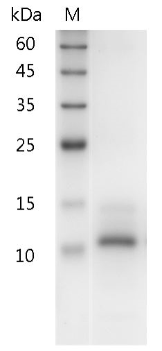 Fig.SDS-PAGE analysis of Human IL-15 protein