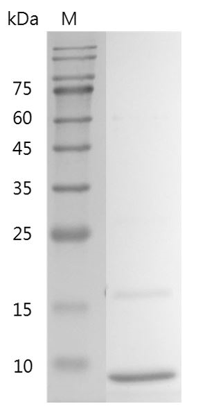 Fig.SDS-PAGE analysis of Human IGF-I protein