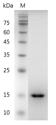Fig.SDS-PAGE analysis of Human GDNF protein