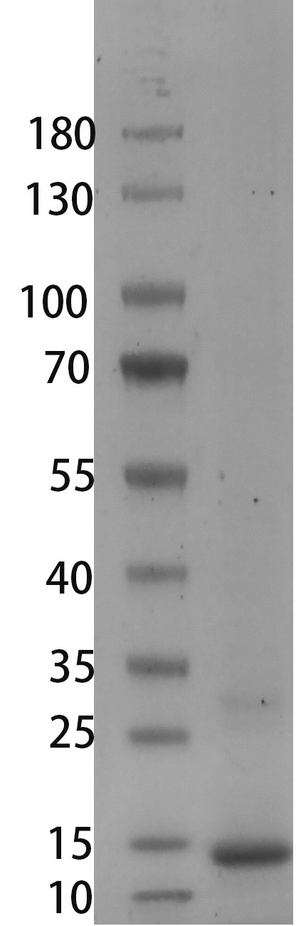 Fig.SDS-PAGE analysis of Human/Mouse BMP-2 Protein
