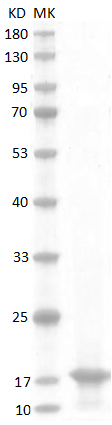 Fig.SDS-PAGE analysis of Mouse GM-CSF Protein