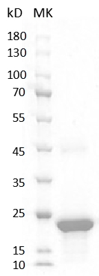 Fig.SDS-PAGE analysis of Human VEGF165 Protein
