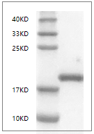 Fig. SDS-PAGE analysis of Mouse LIF protein, C-His tag.