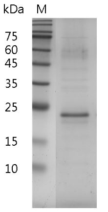 Fig.SDS-PAGE analysis of Mouse IL-17A protein