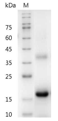 Fig.SDS-PAGE analysis of Mouse M-CSF protein