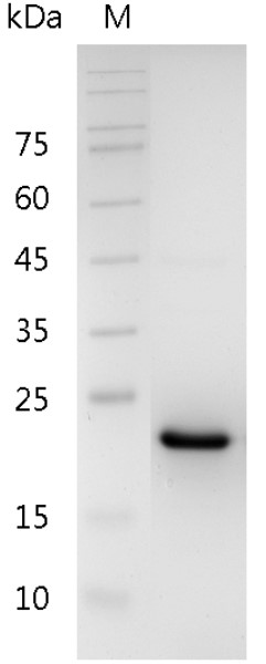 Fig.SDS-PAGE analysis of Mouse CNTF protein