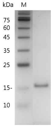 Fig.SDS-PAGE analysis of Mouse IL-10 protein