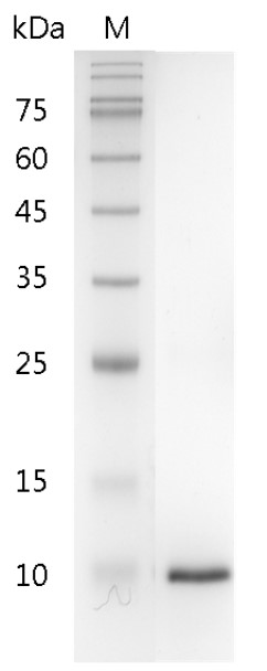 Fig.SDS-PAGE analysis of Mouse β-NGF protein