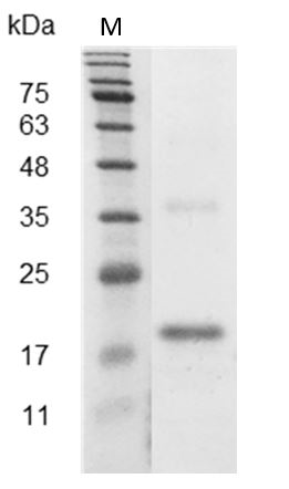 Fig.SDS-PAGE analysis of Mouse/Rat VEGF165 protein