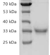 Fig.SDS-PAGE analysis of Recombinant SARS-CoV-2 Spike RBD Protein, His tag