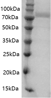 PRP2041.jpg&&Fig.SDS-PAGE analysis of Human Transferrin protein.