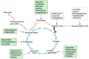 Tricarboxylic acid cycle